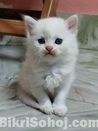 Original Persian cat